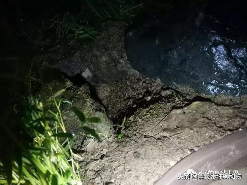 丛林造景黄缘龟池设计图大全,龟宝宝黄缘龟生态缸造景教程