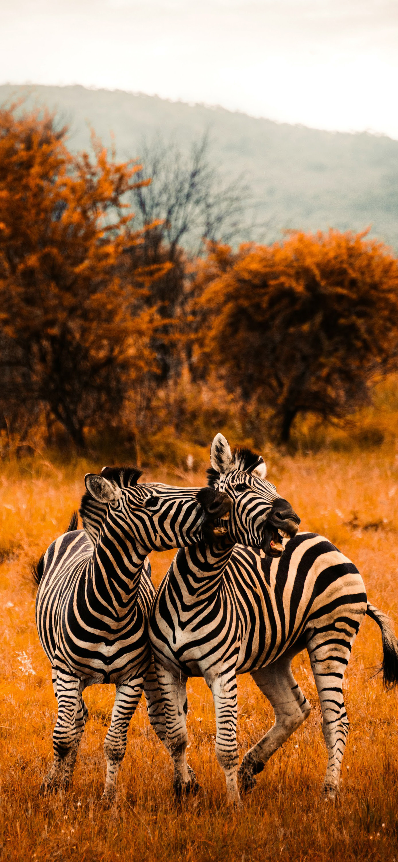 花鸟壁纸动物壁纸,动物壁纸高清手机壁纸