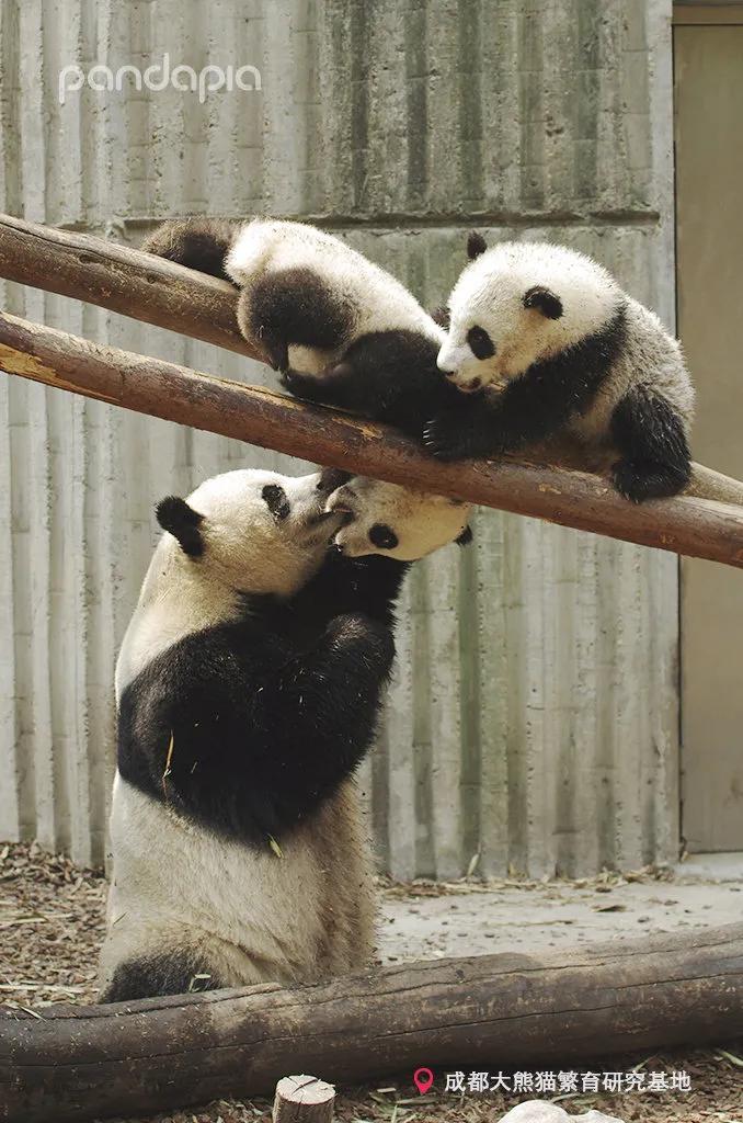 国宝带货直播,国宝直播带货