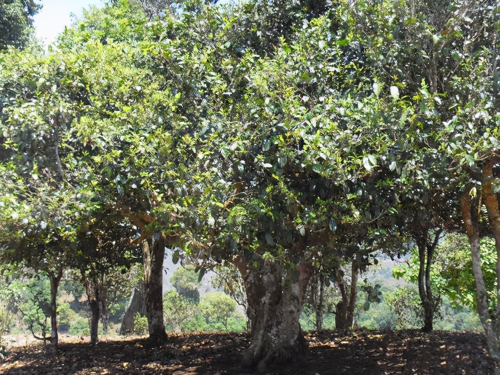 千年古树云南普洱茶,千年古树茶布朗山