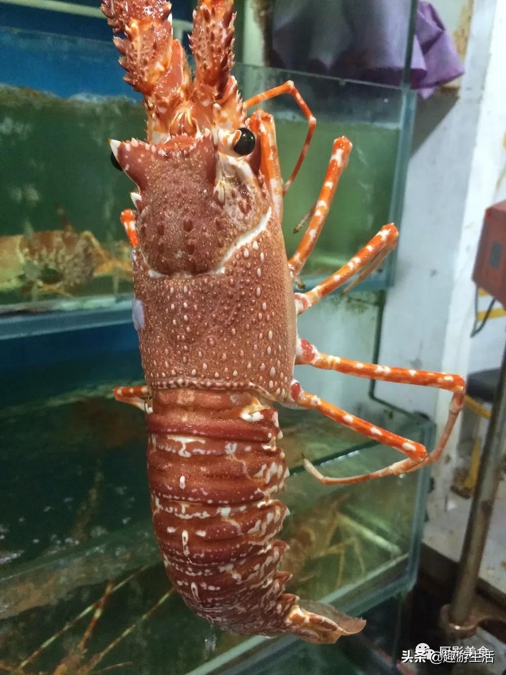 世界上的各种龙虾,世界上最大龙虾