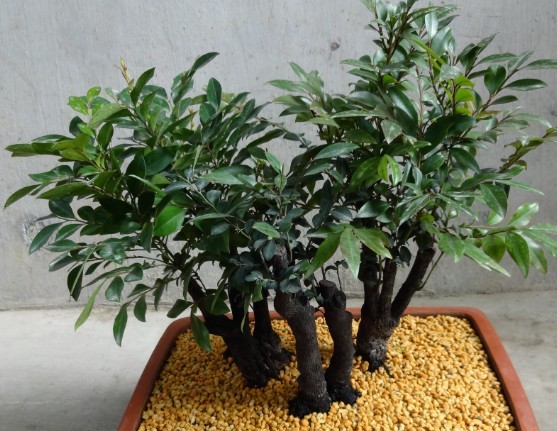 冒充小叶紫檀盆景的植物,虚假典型盆景