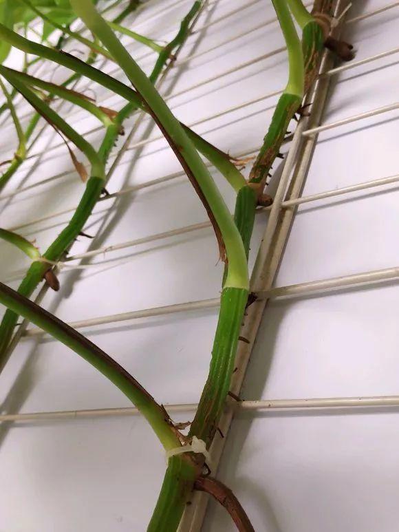 一盆绿萝就能让房子洋气到不行,绿萝改造大房子