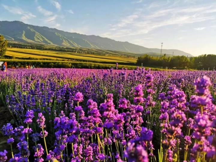 依兰精油的功效与作用,茶树精油的功效与作用