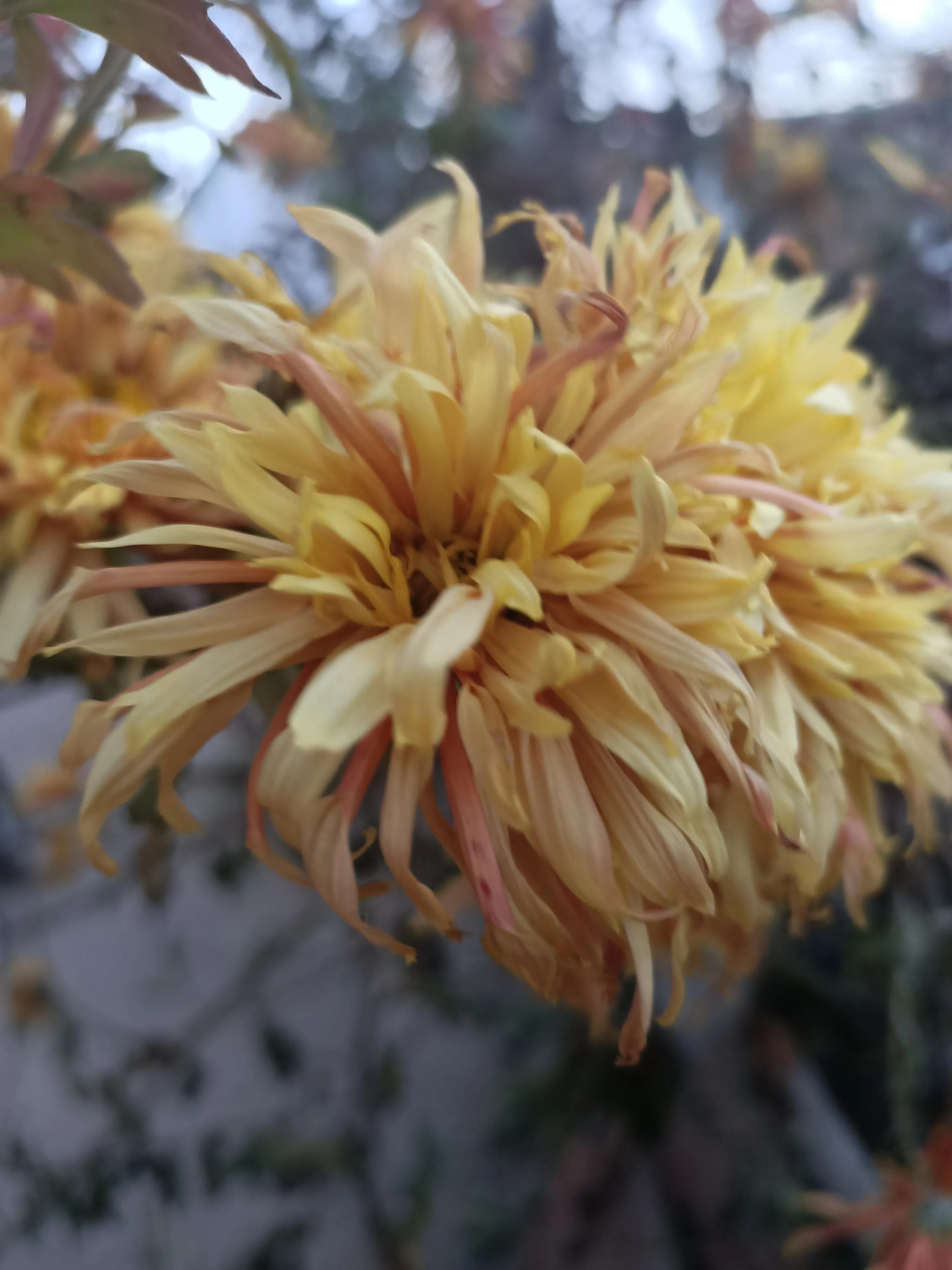 初冬，河渠畔，凋零的美之菊花的气节