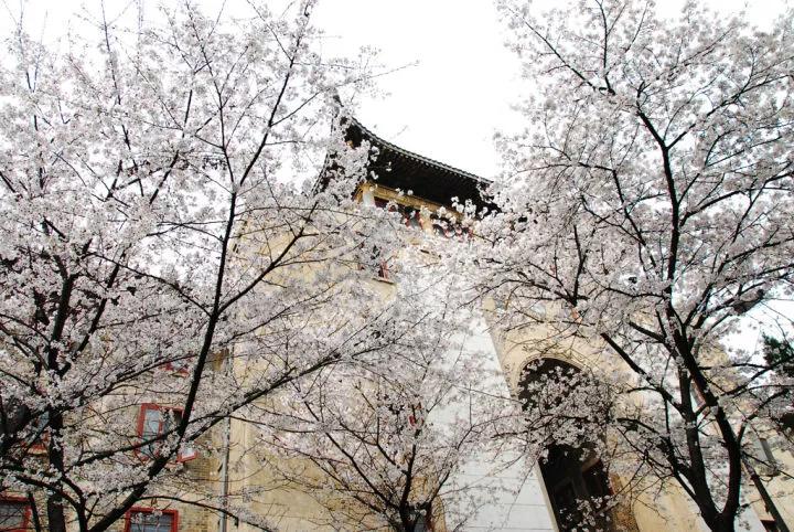 几月赏樱花最好,最美赏樱攻略大全