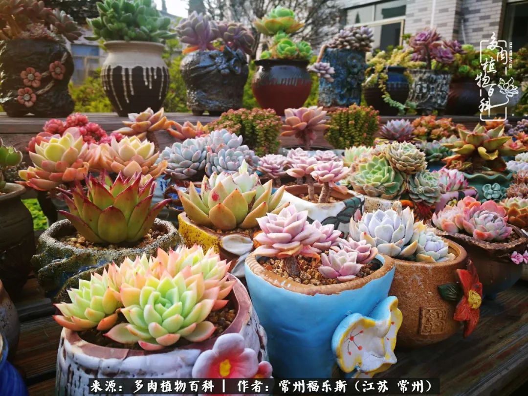 多肉是一处景物吗,多肉也有一道靓丽的风景