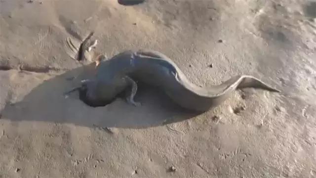 如何捕鱼跳跳鱼,野生跳跳鱼养殖