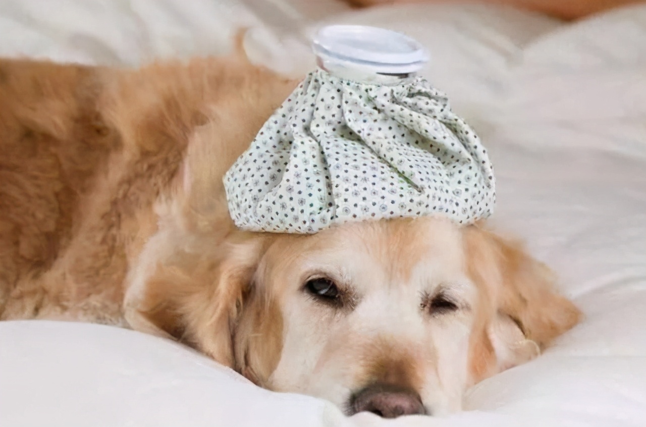 金毛正常吃喝但呕吐是什么原因,金毛突然呕吐是什么原因