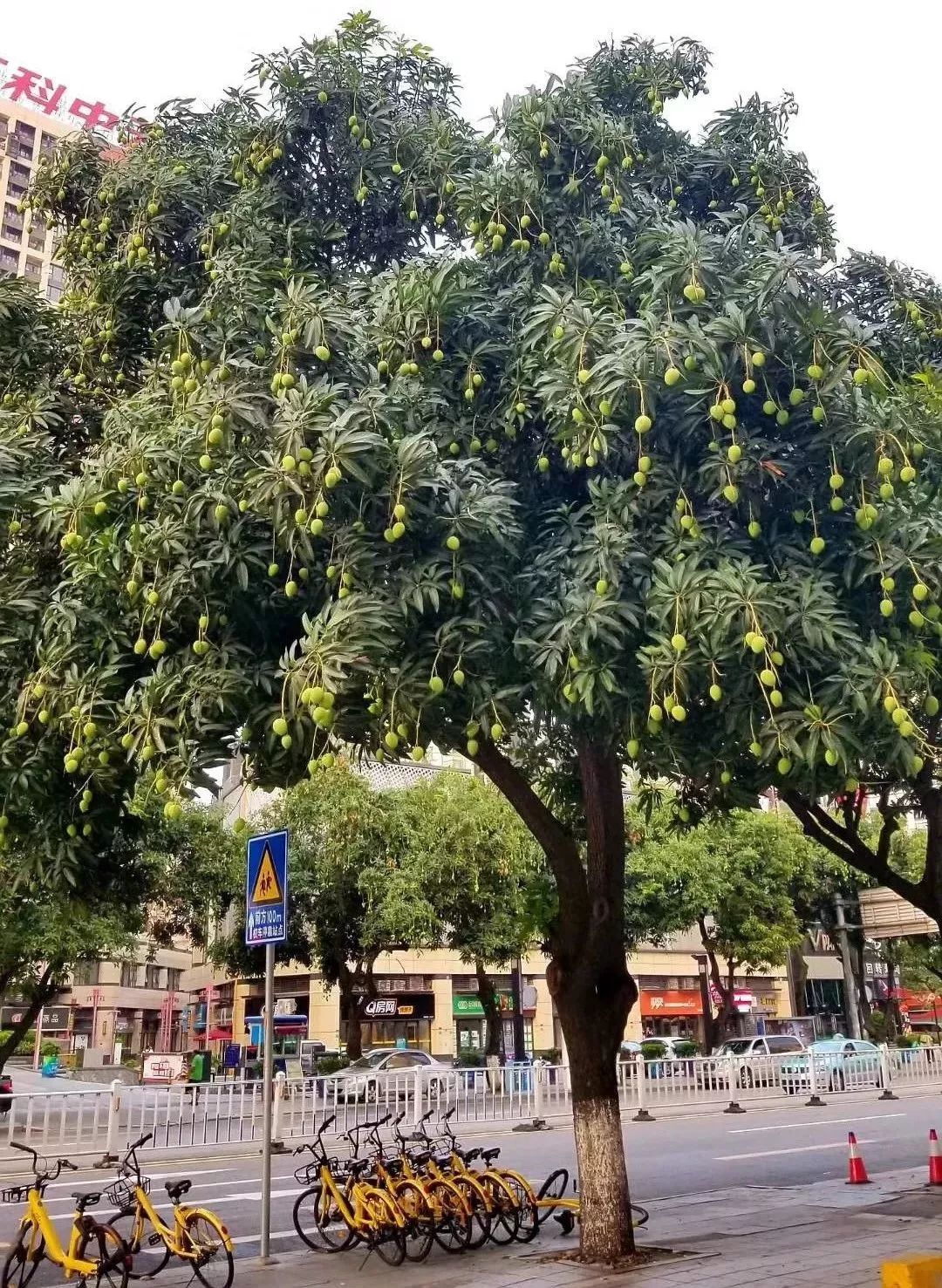 绿化带常见植物名称及图片,100种绿化带或路边常见的花草
