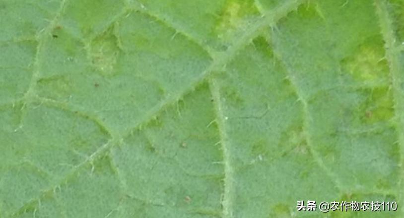 2021年温室大棚甜瓜种植技术,最好的大棚甜瓜种植方法