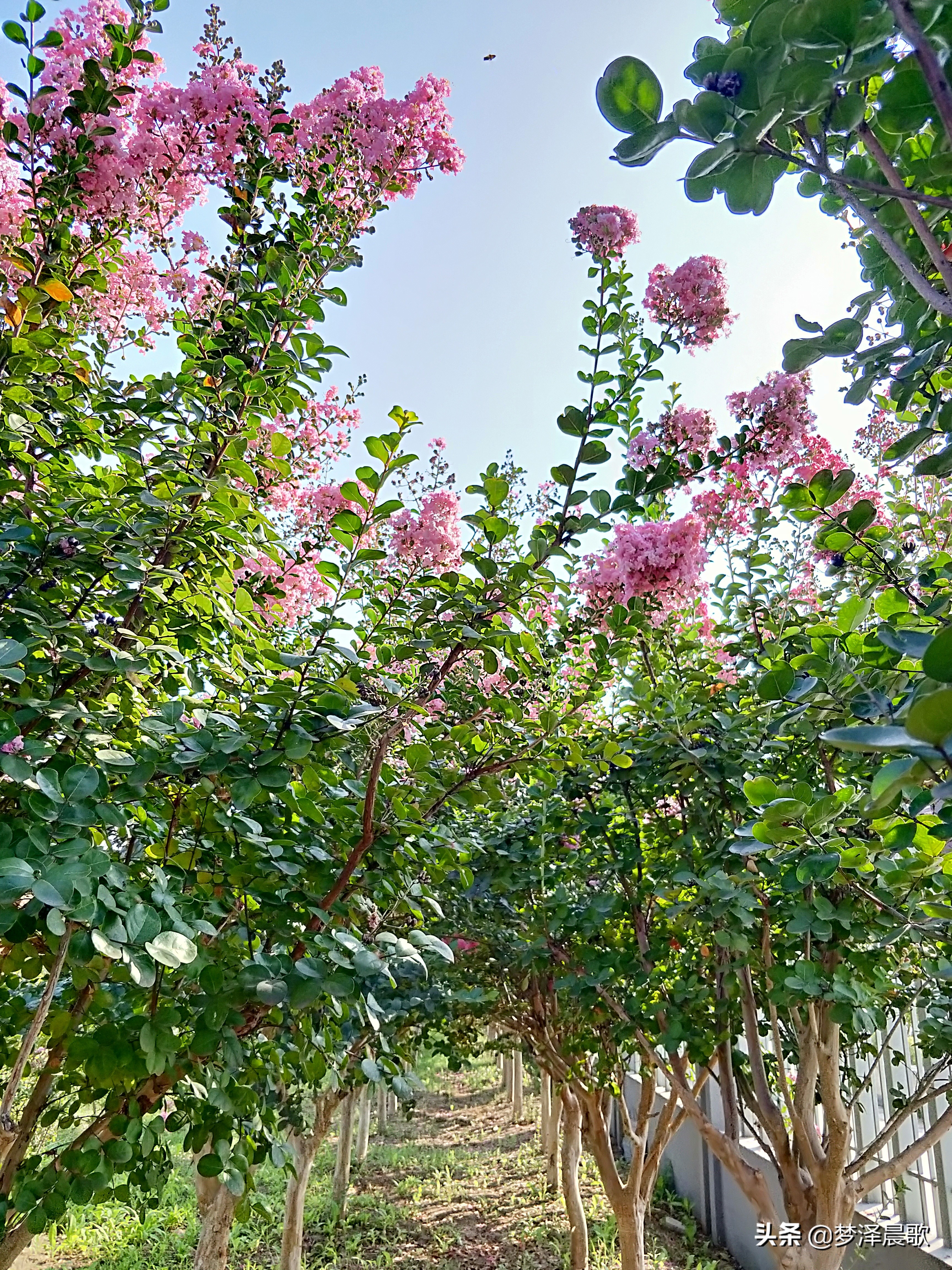 弘扬传统文化打造书香校园图片,传承红色基因创建绿美校园