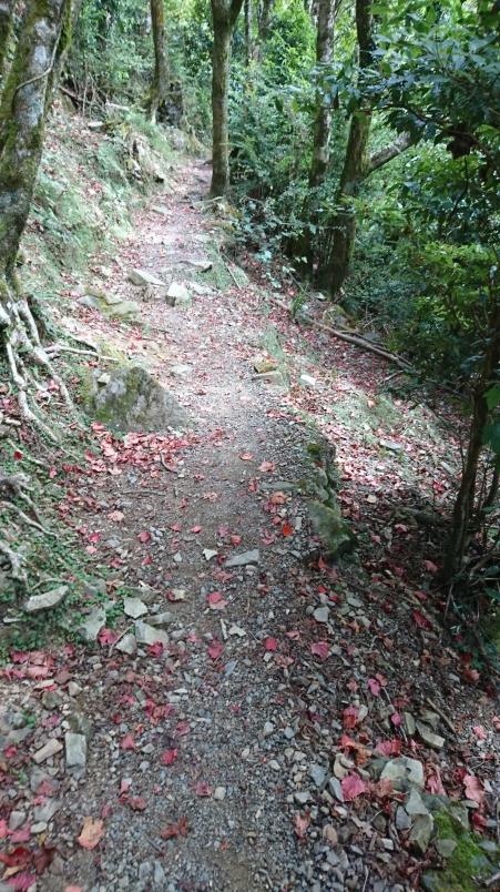 萨洛蒙和泰尼卡越野跑鞋,泰尼卡越野跑鞋至尊全能比较