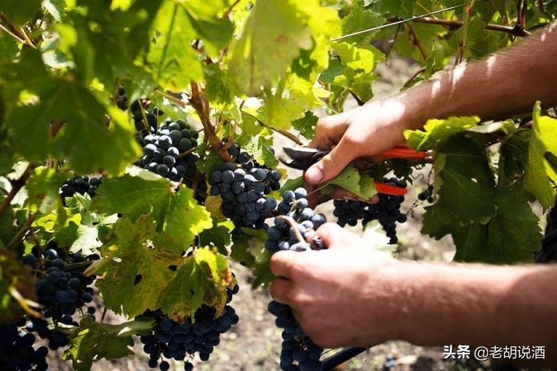 伊凡娜伯爵夫人红葡萄酒保质期,伊凡娜伯爵夫人红酒