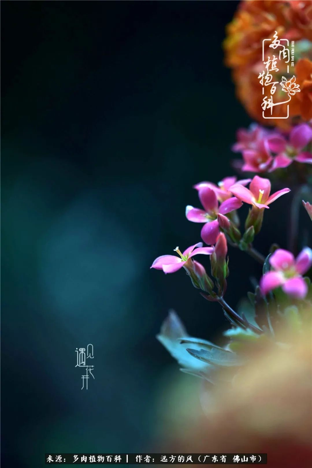 那些花儿在每个角落静静为你开着,那些花儿在每个角落静静地绽放