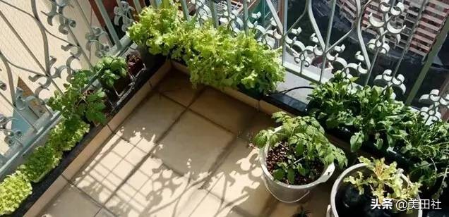 怎么样能纸上种菜,在家种菜可以做什么