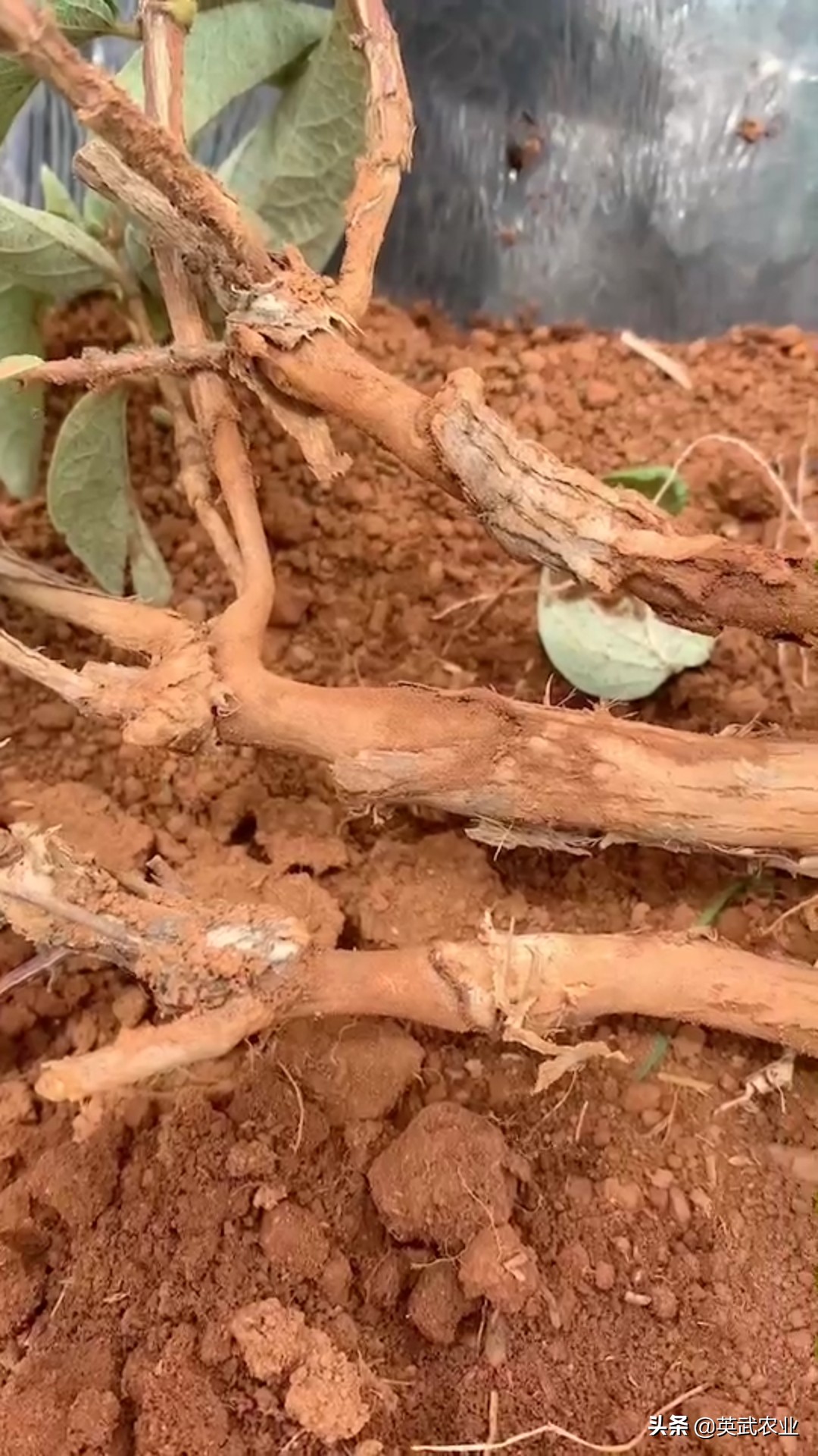 金银花幼苗生了腻虫怎么治,金银花钻心虫防治方法