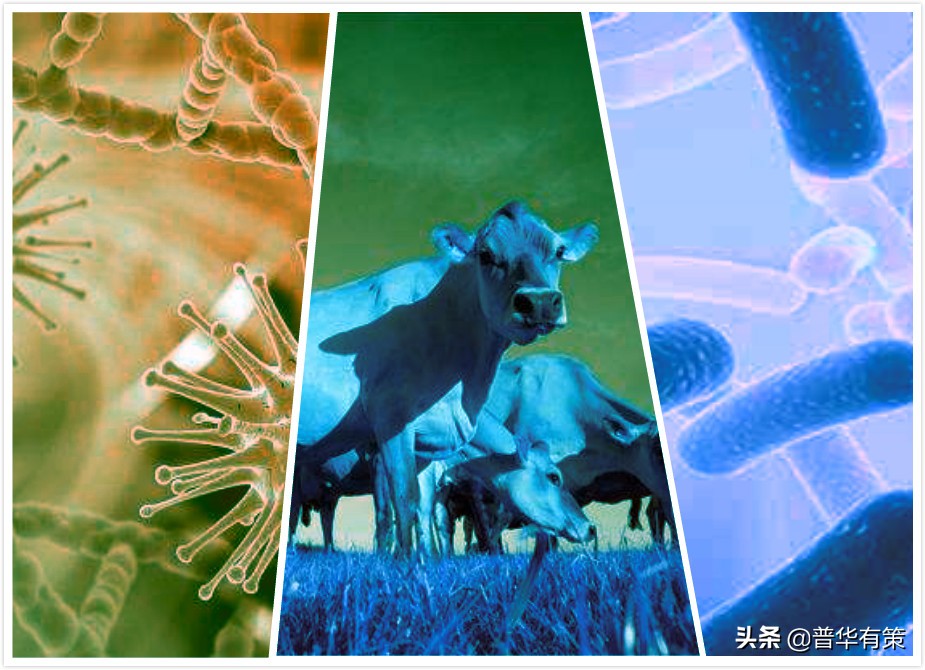 微生态制剂前景如何,微生态制剂市场分析