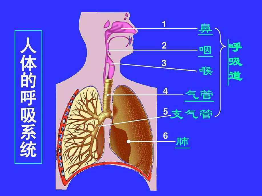 人体八大系统查体,科普讲解人体八大系统4分钟