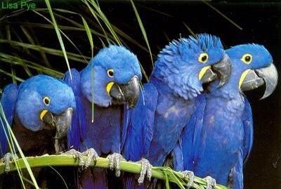 什么鹦鹉最好养又实惠,哪4种鹦鹉合法