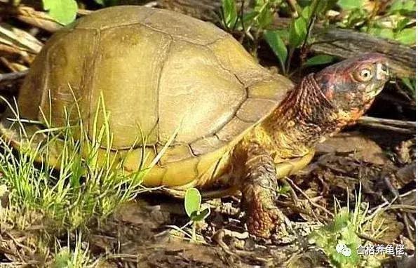 龟生病了干养还是浅水,龟生病用土霉素吗