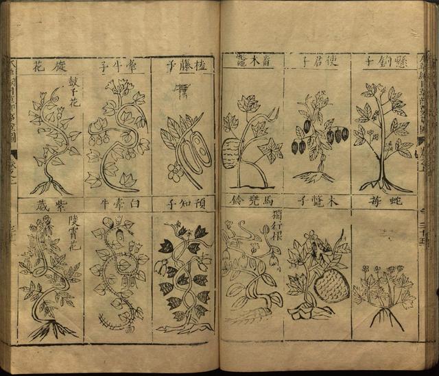 本草纲目中插图是李时珍画的吗,本草纲目李时珍插图