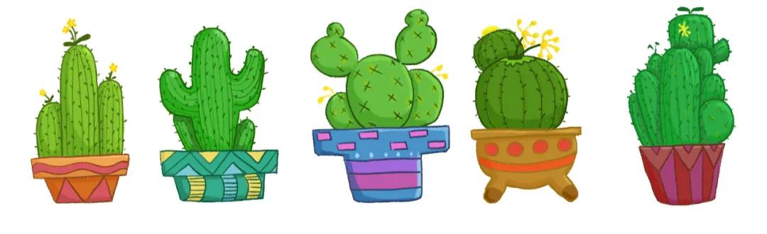 小刺猬植物名称是什么,跟刺猬一样的植物