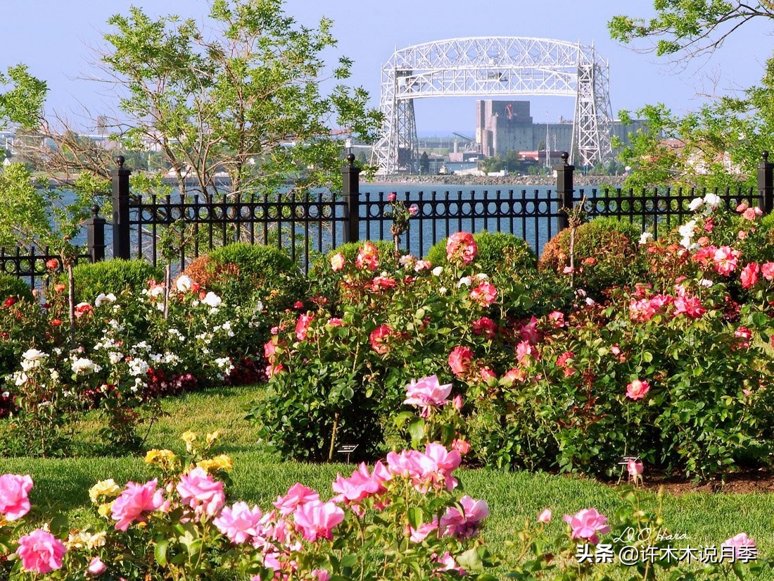 适合阳台养的月季品种推荐,盆栽月季哪些品种比较好养