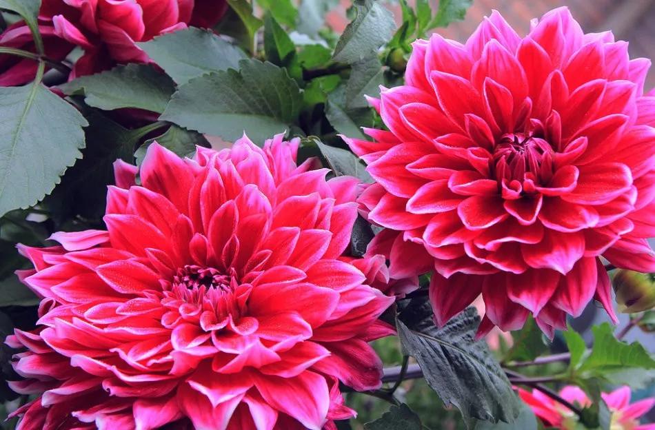 墨西哥合众国简介,墨西哥合众国美利坚合众国