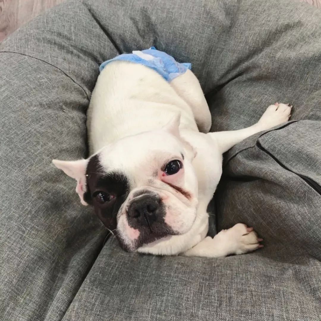 2019宠物排名,2022宠物排行榜