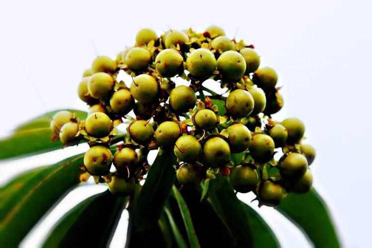 金黄熊猫,金黄色熊猫