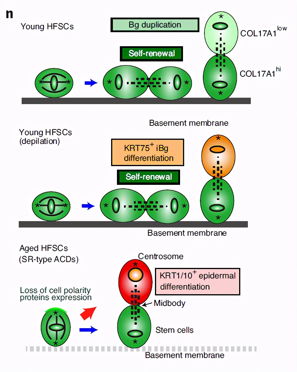 秃头的真相：毛囊干细胞分裂的改变导致，启发了脱发治疗新方法