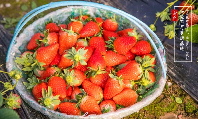 渝北周边采摘推荐,渝北茨竹附近采摘园