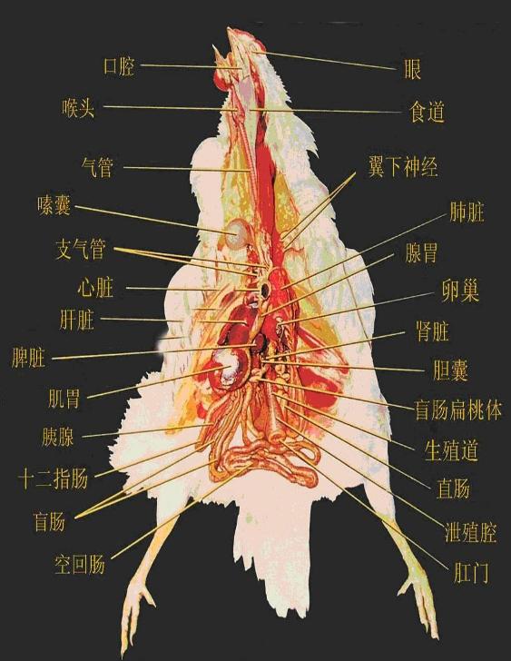 「技术」手把手教你解剖鸡确诊鸡病，超详细解剖步骤