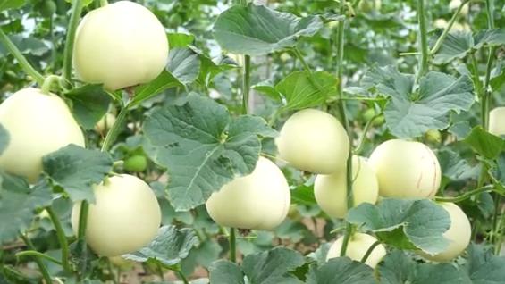 种植什么香瓜品种好吃又甜,怎样种香瓜产量高还甜和大