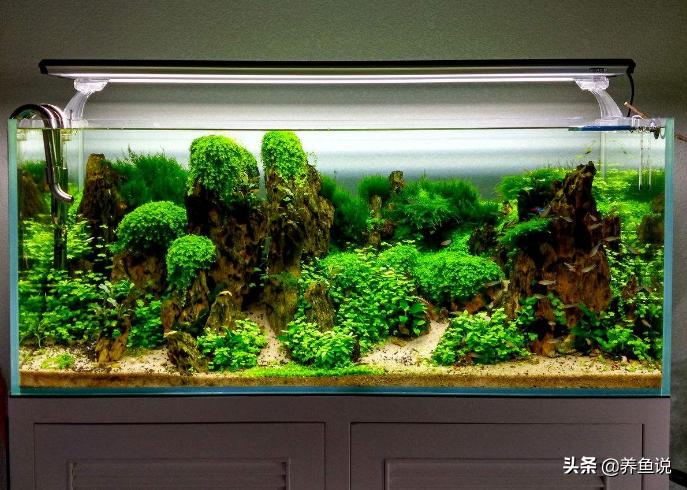 水草缸好弄吗,水草缸适合养些什么