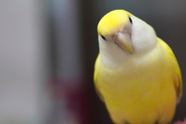 普兰牡丹鹦鹉是头类还是面类,面类牡丹和头面牡丹鹦鹉如何区分