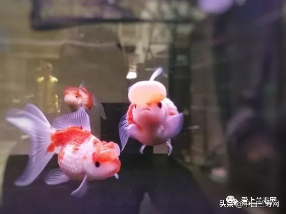 国宝级皇冠珍珠金鱼视频,皇冠珍珠金鱼视频