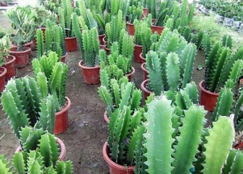 家里养的耐旱寓意好的花,什么盆栽花寓意好好养活不招虫