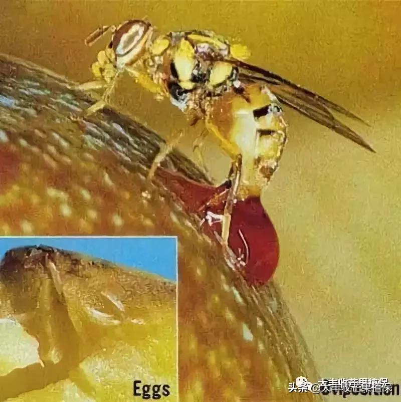 芒果果实蝇最有效的消灭方法,贵妃芒果怎么防果实蝇