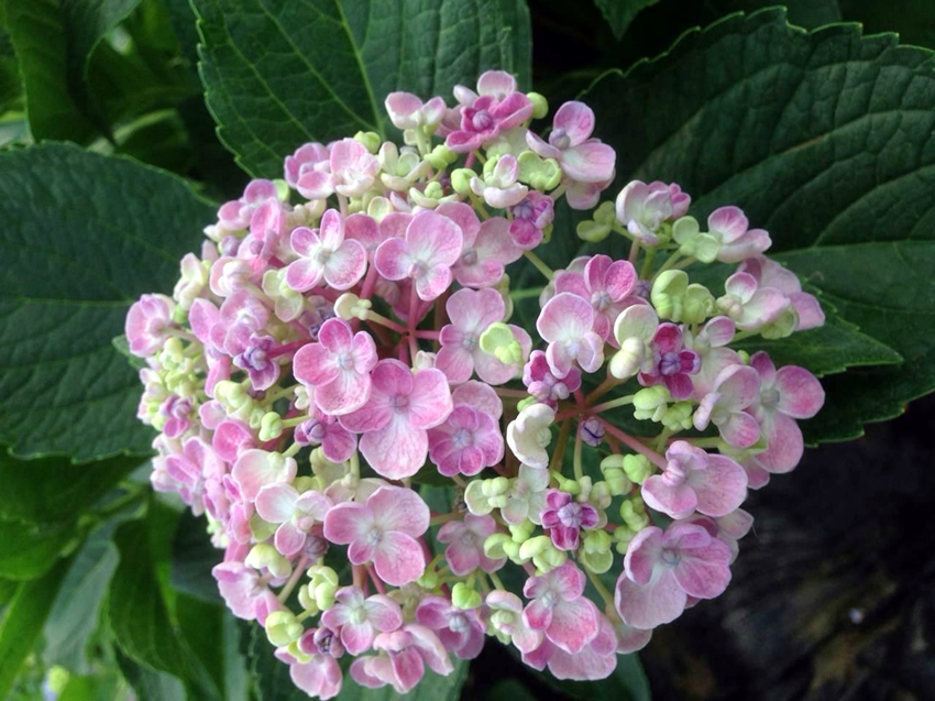 绣球花哪款好看,值得推荐的绣球花