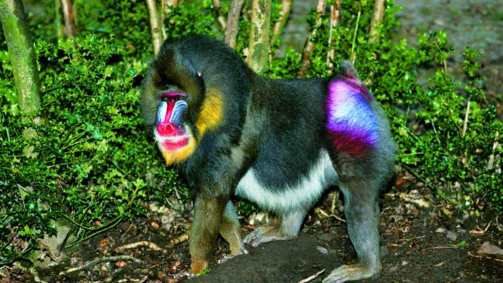 非洲山鬼，猴族*物尤**—山魈，并非鬼怪，而是现实版的“美猴王”