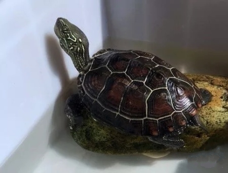 龟冬眠的注意事项视频,龟缸养龟要冬眠吗