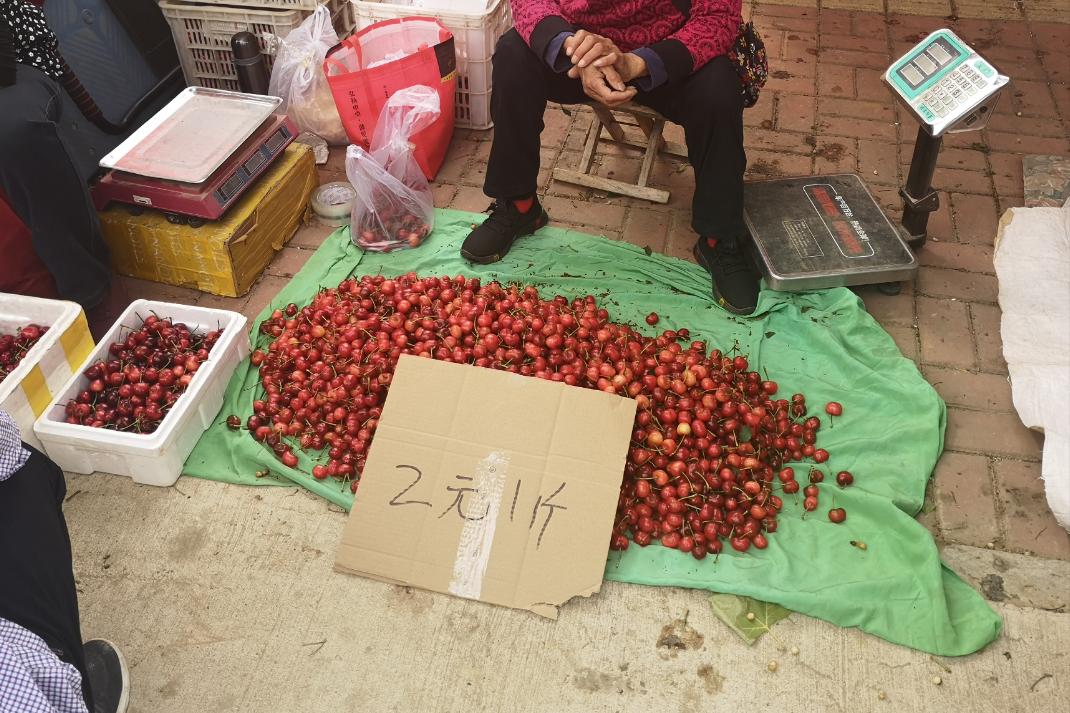 大樱桃裂果咋办？我国农民有一“神奇操作”，专家反对，照样大火