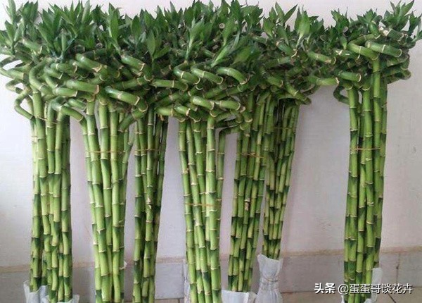 转运竹怎么养才长得好,转运竹怎么养才能长得旺盛