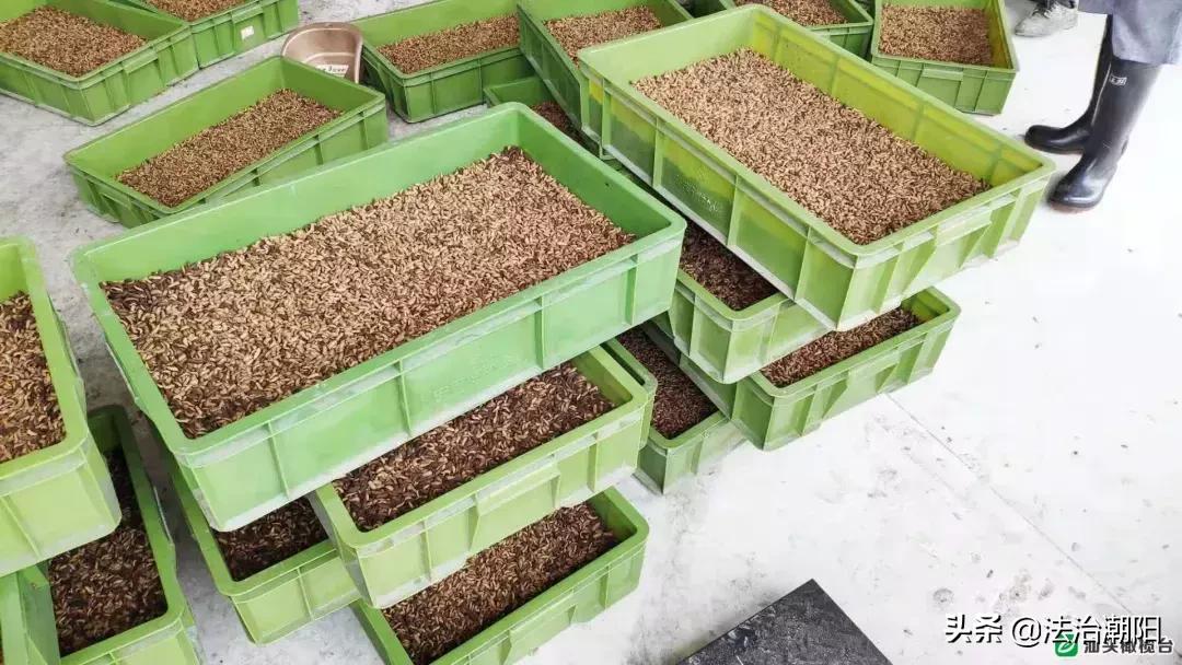 前方高能预警！汕头人的餐厨垃圾竟是被虫子吃掉的1斤卵孵出幼虫每天吃10吨垃圾