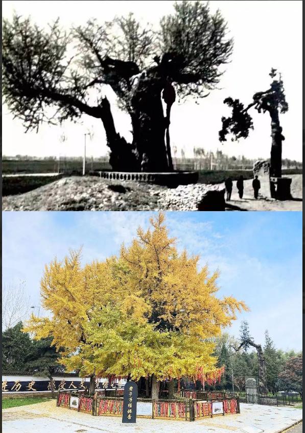 楼观台是道教祖庭吗,道教祖庭楼观台的产权归属纠纷