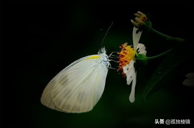 新手的第一支镜头怎么选？——这3款是尼康单反镜头的入门首选