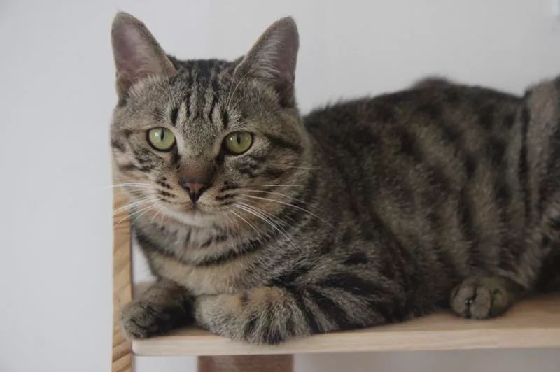 中华田园猫为什么叫中华田园猫呢,中华田园猫什么猫最好最粘人