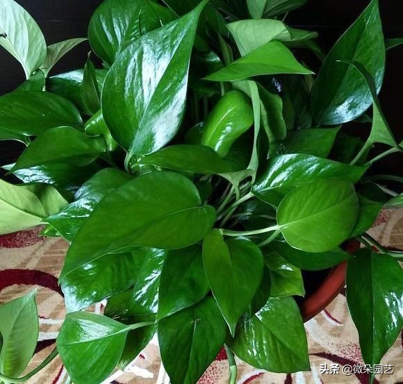 怎么擦绿萝的叶子使叶子变得油亮,绿萝怎样养得又黑又亮叶片肥厚